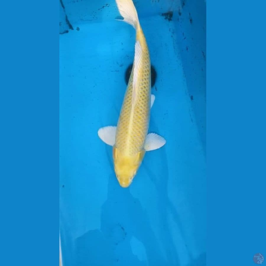 Ogon 47cm