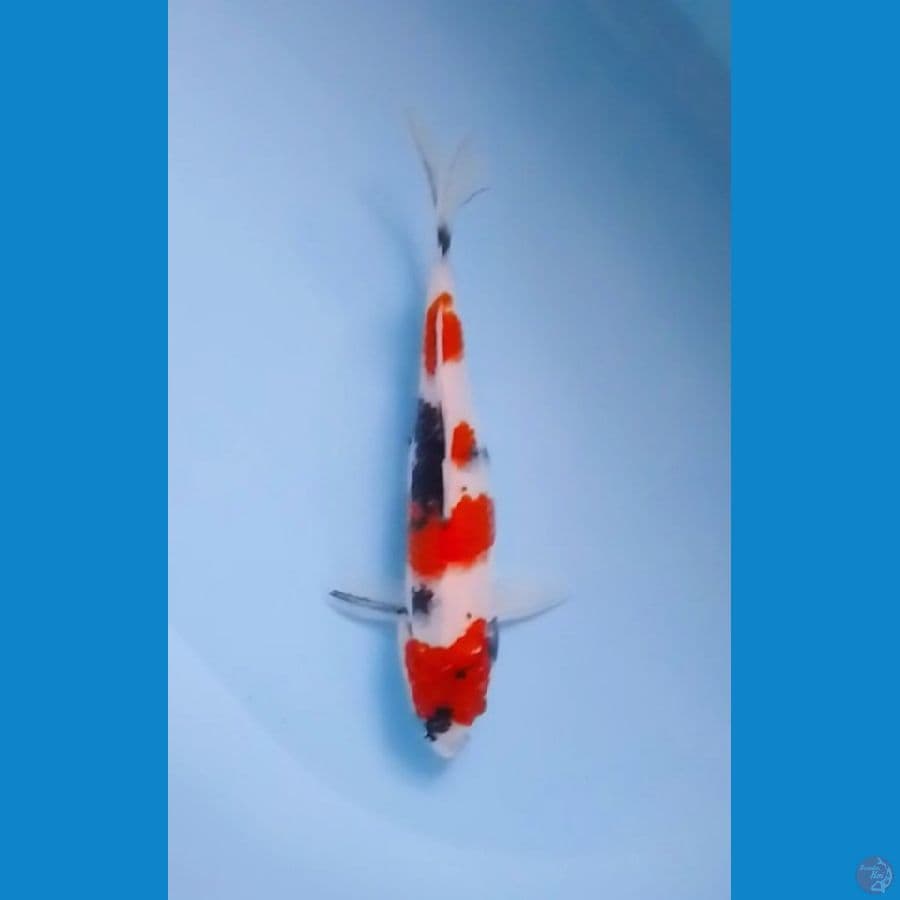 Showa Sanshoku 29cm