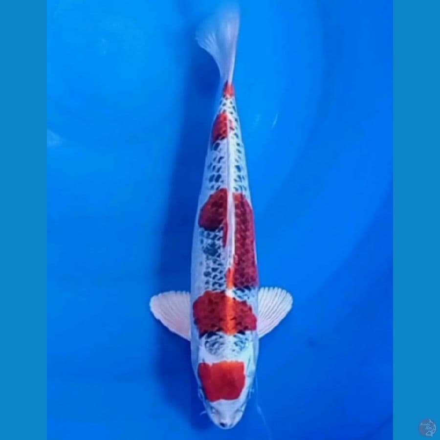 kujaku 29 cm 