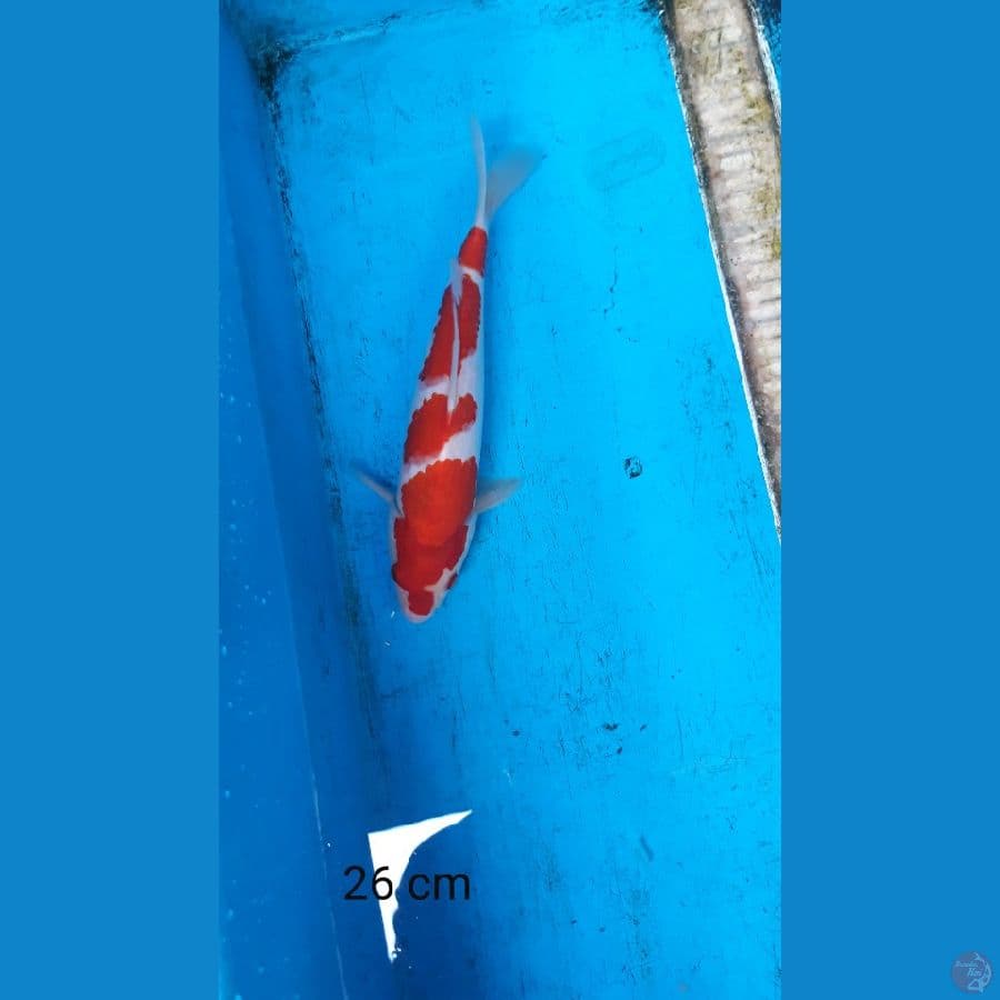 kohaku 26 cm