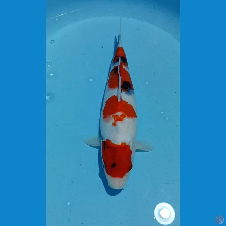 SHOWA 33CM
