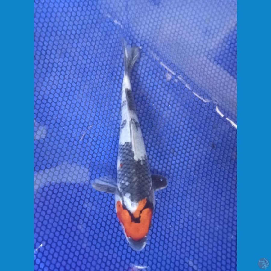 tc sowa orijinal 20cm