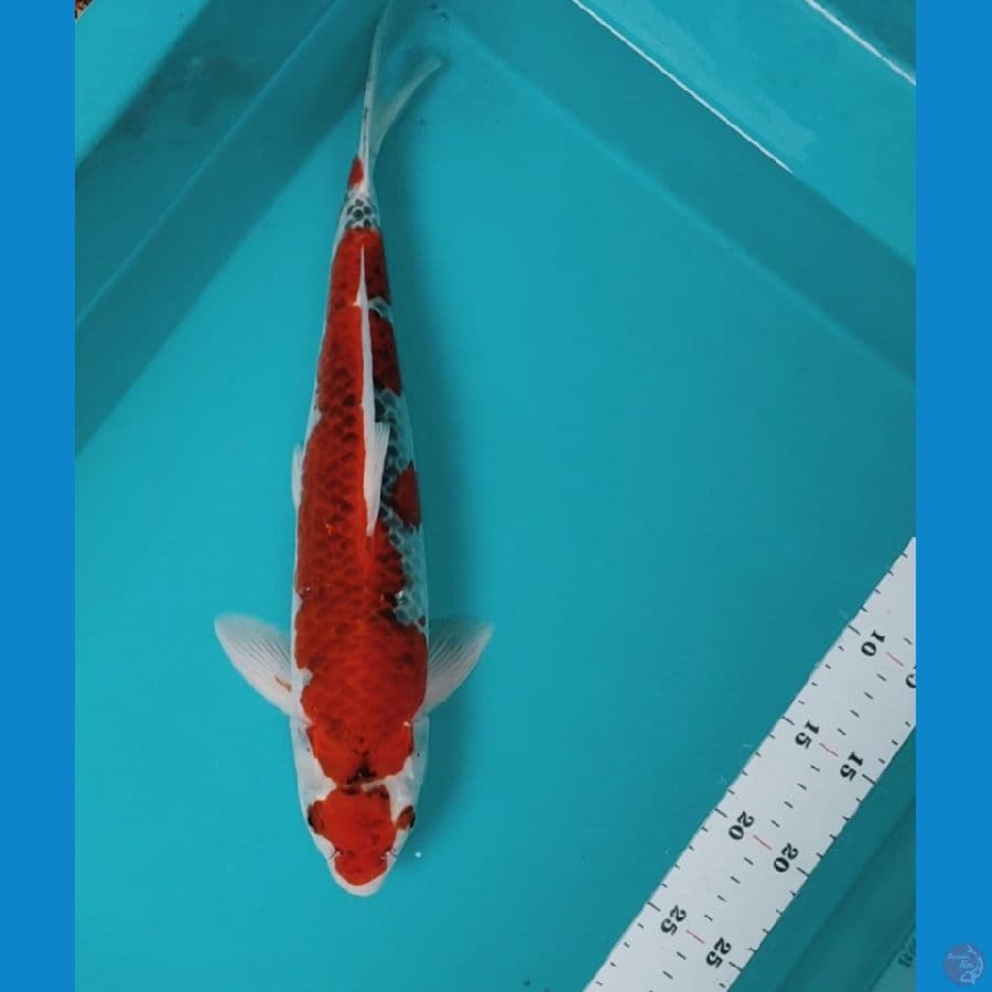 maruten goshiki 36cm male