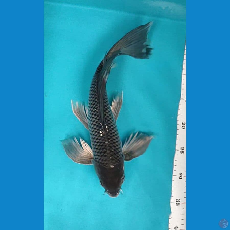 kumpay soragoi 36cm fm