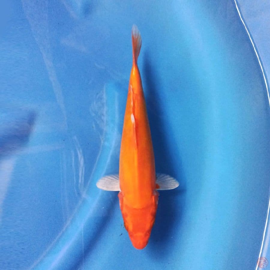 Orenji Doitsu Ogon 28cm