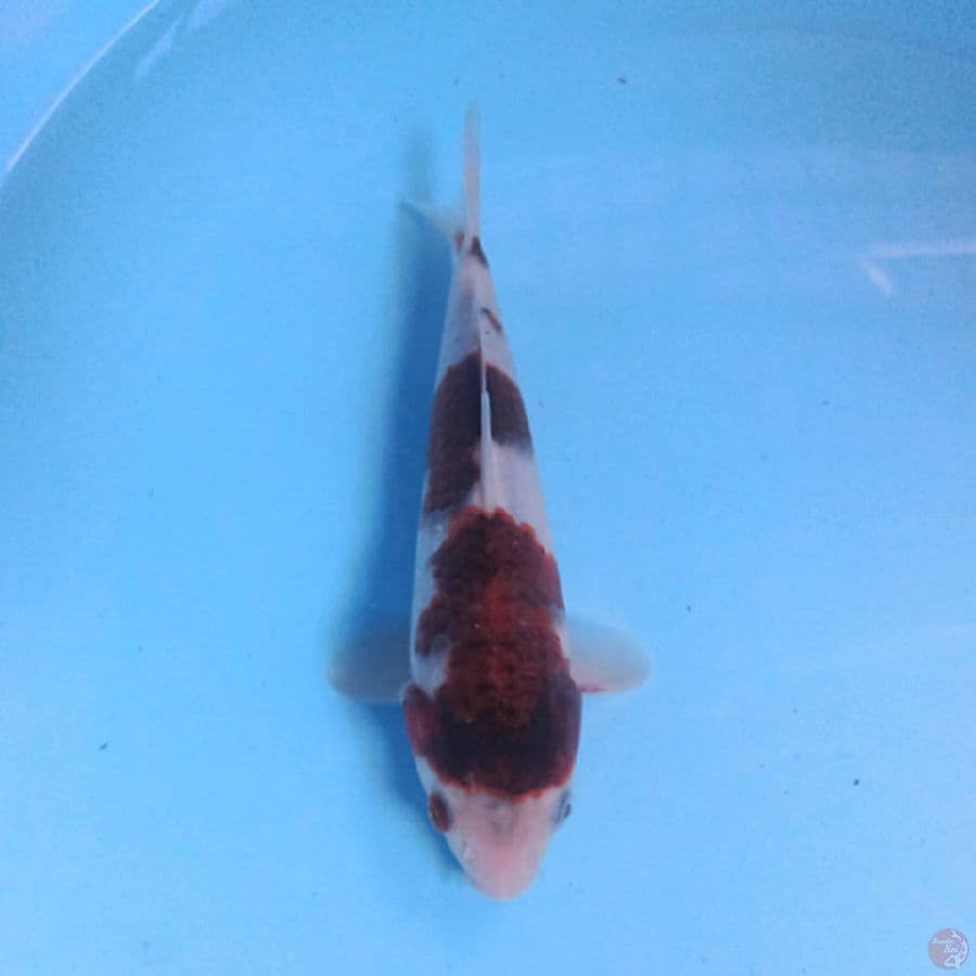 Cute Goromo 20cm
