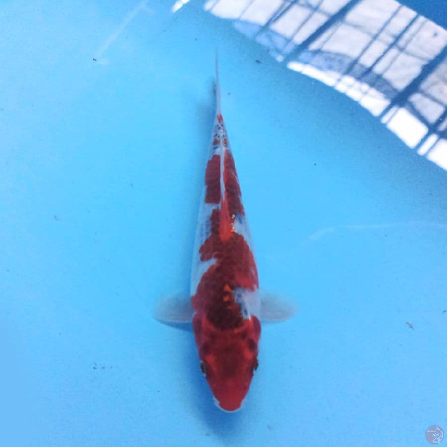 Inazuma Goshiki 18cm