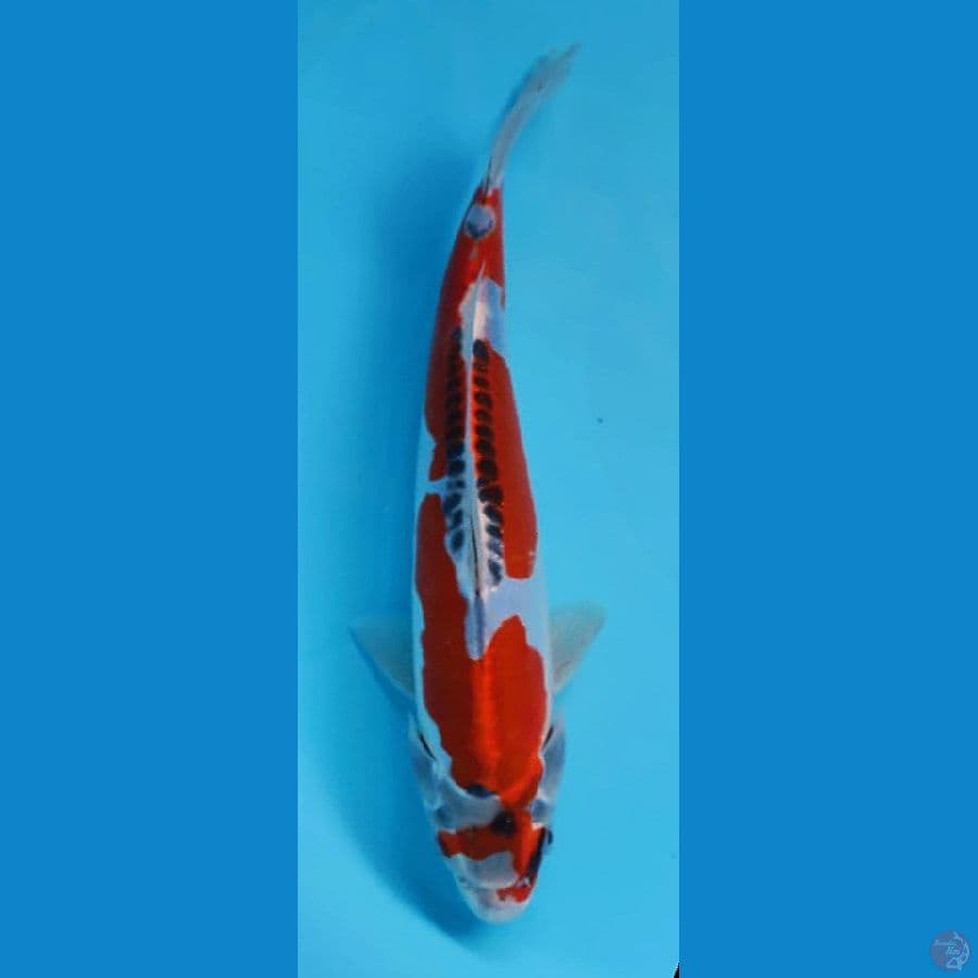 Kujaku Doit 25cm