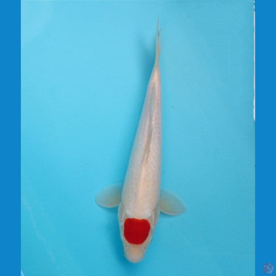 tancho 32cm