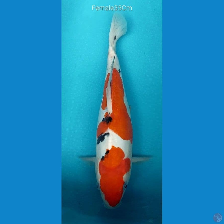 Sanke Doitsu F35Cm