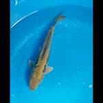 PENJINAK IKAN SISIK NAGA, MANTAB