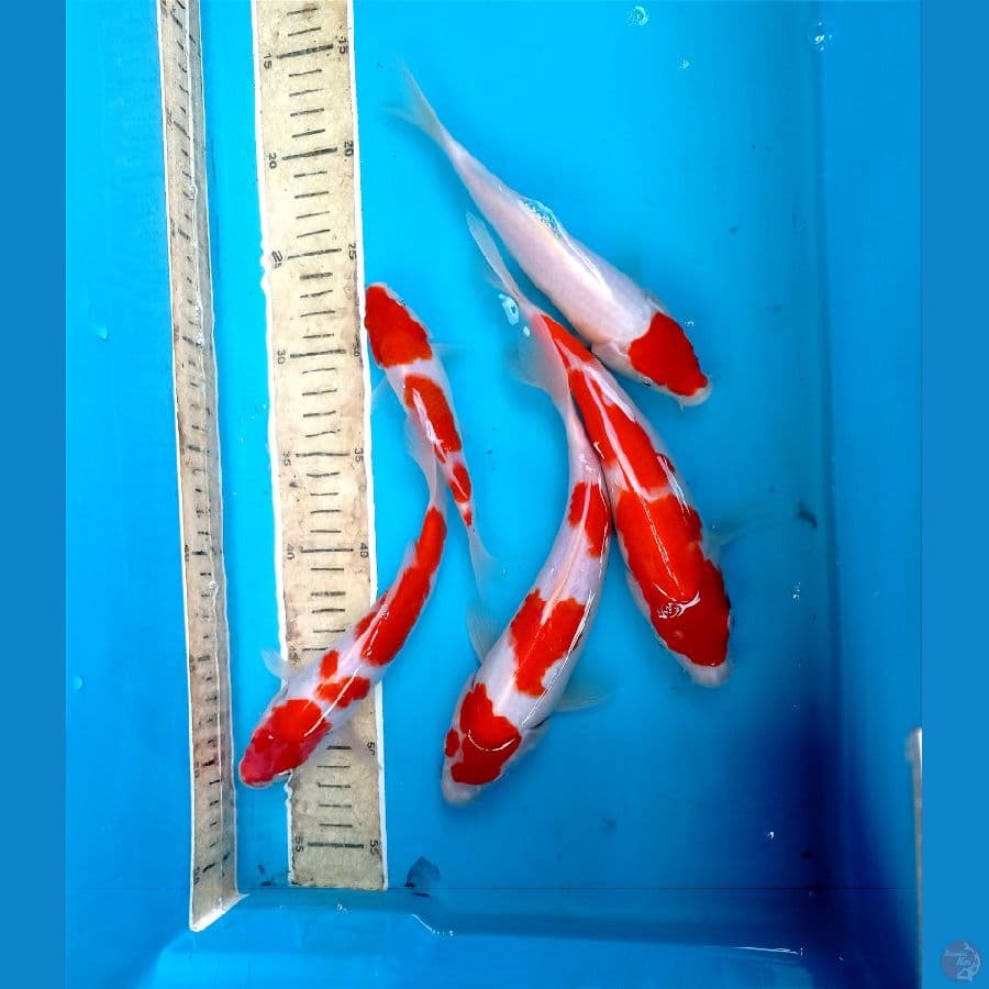 kohaku 15-25cn