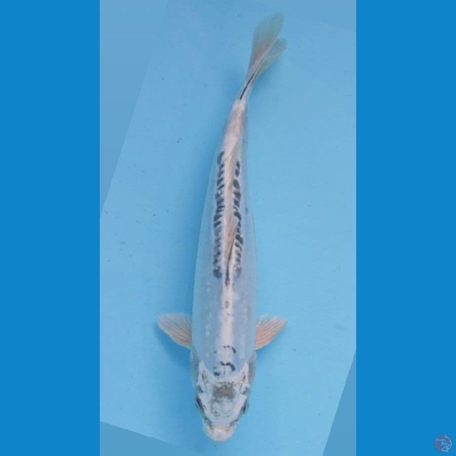 Matsuba Doitsu 23cm