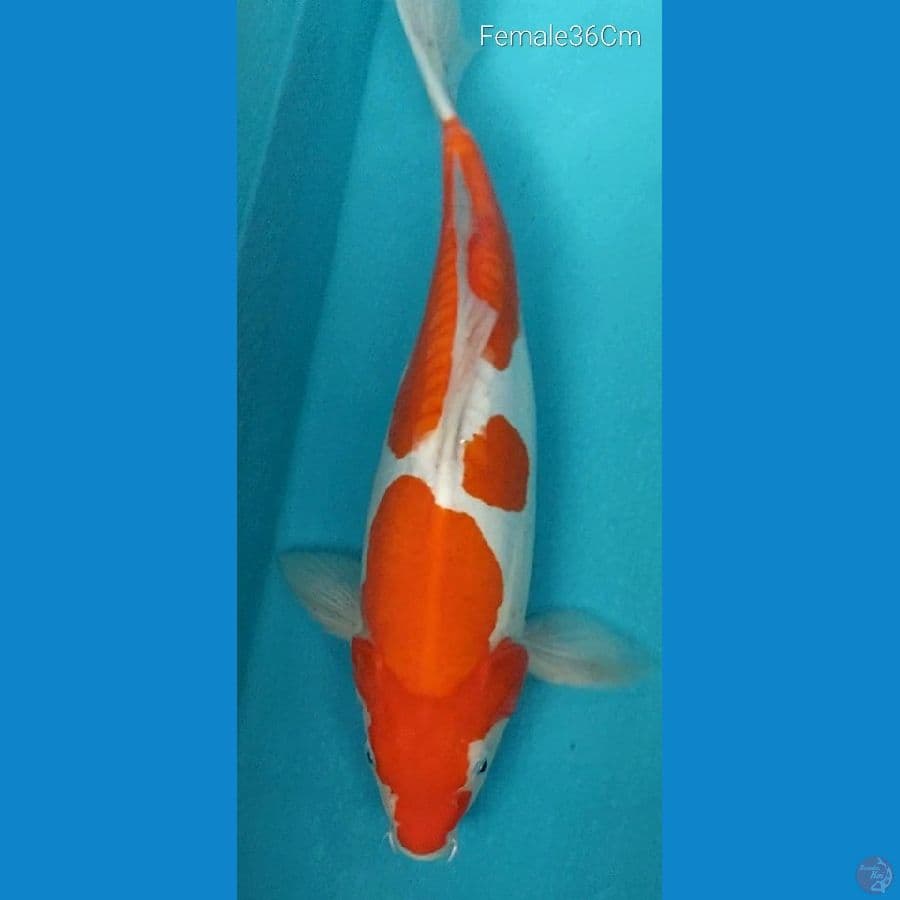 Kohaku Doitsu F36Cm