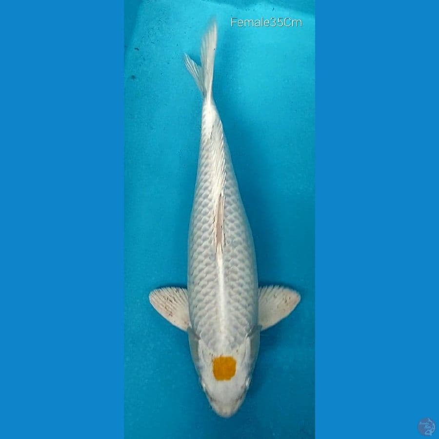 Hariwake F35 (Dna impor)