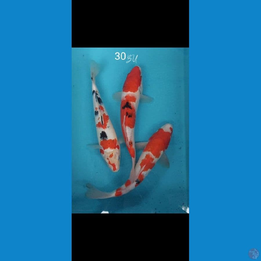 Paket 3 pcs 30BU (27-28Cm)