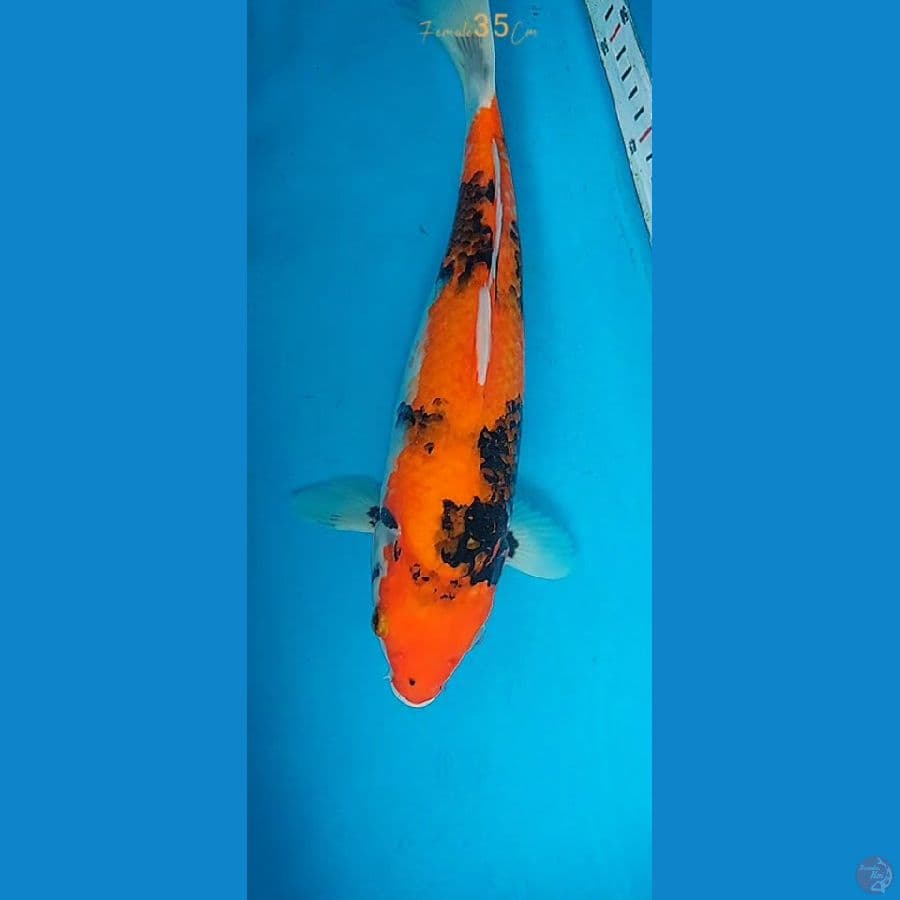 Hi Showa F35Cm