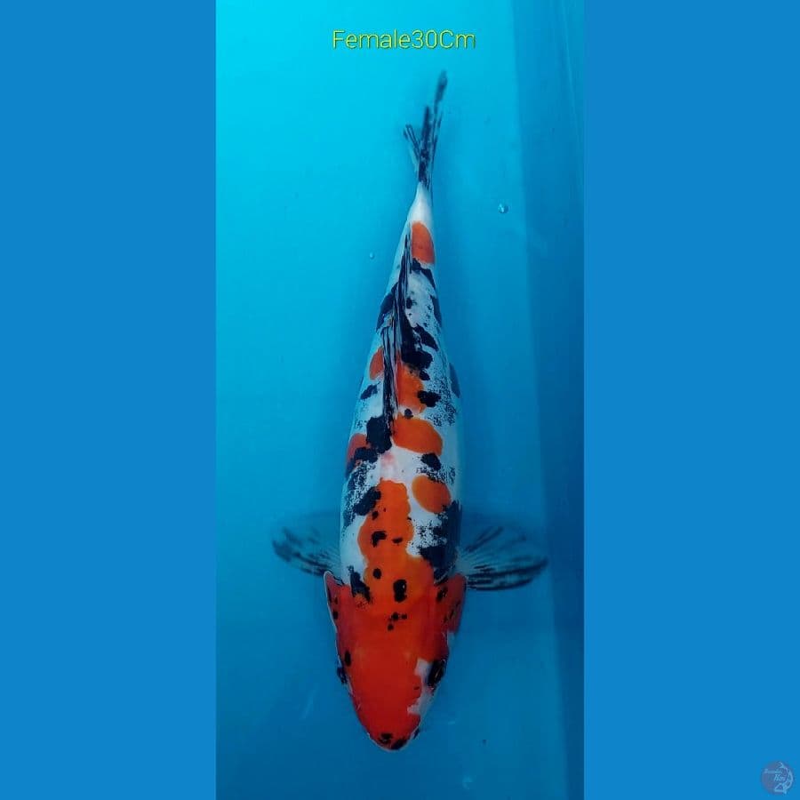 Sanke Doits Uniqe F30Cm