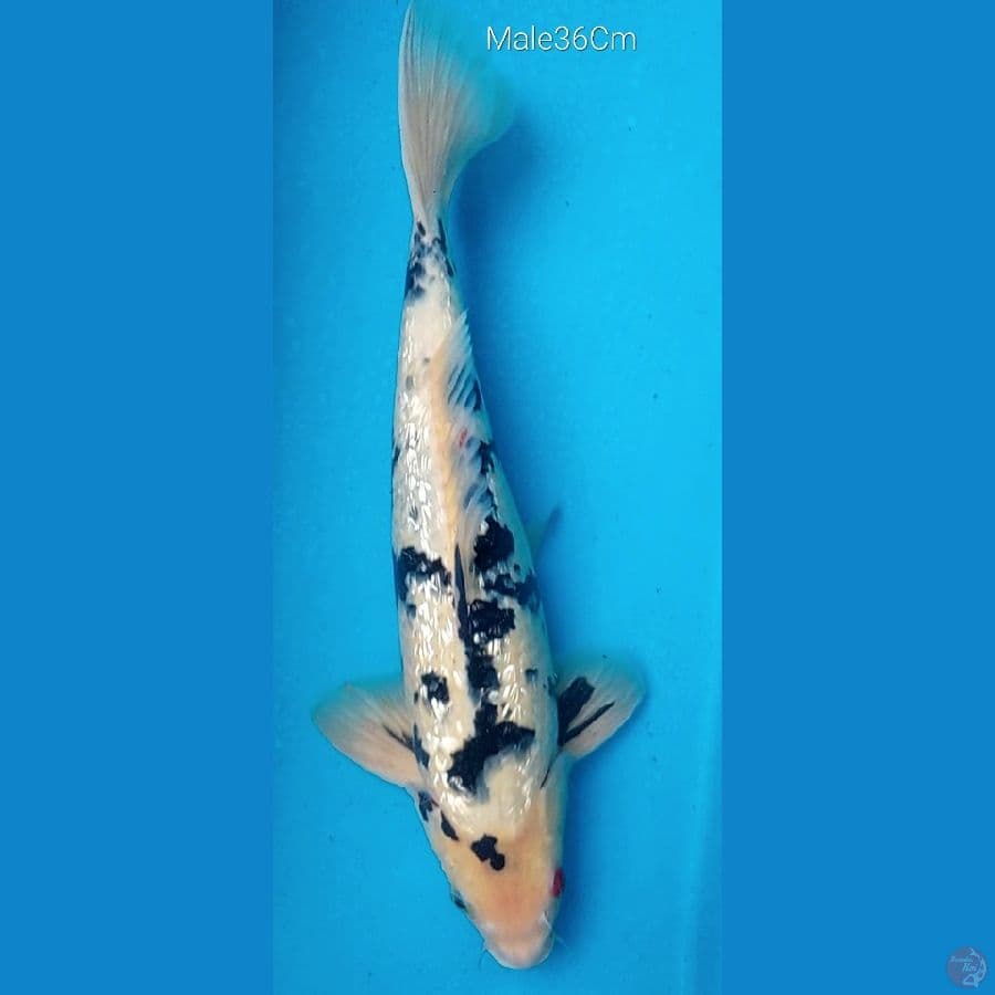 Bekko Ginrin M36Cm
