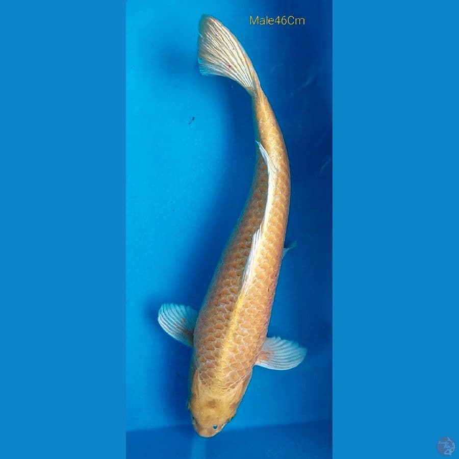 Ogon M46Cm (Dna impor)