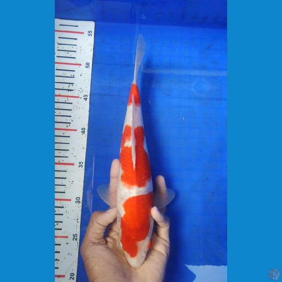 KBT.4~ KOHAKU 30CM
