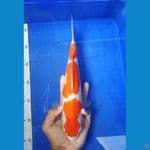 KBT.5~ KOHAKU 30CM