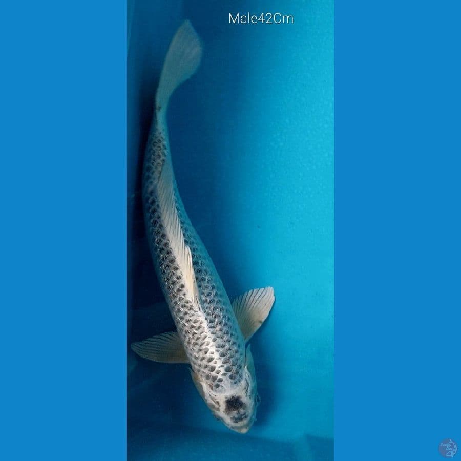 Mukasi M42Cm