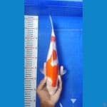 KBT.7~ KOHAKU 36CM