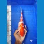 KBT.8~ KOHAKU 29CM