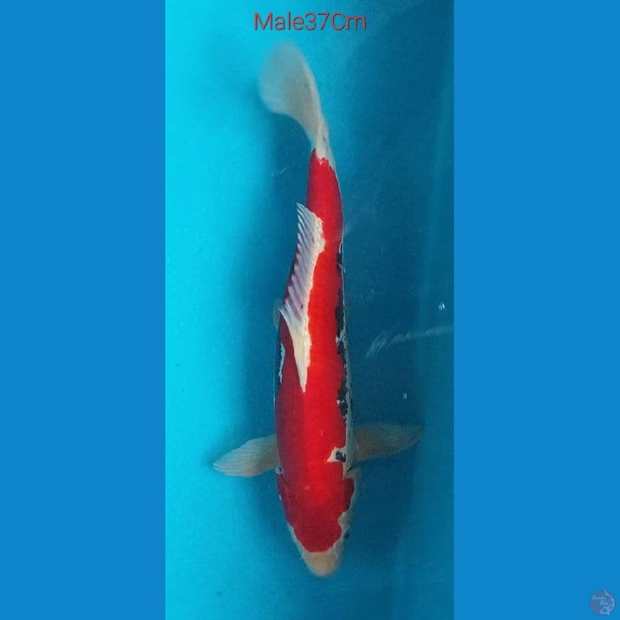 Beni Kumon Strong M37Cm