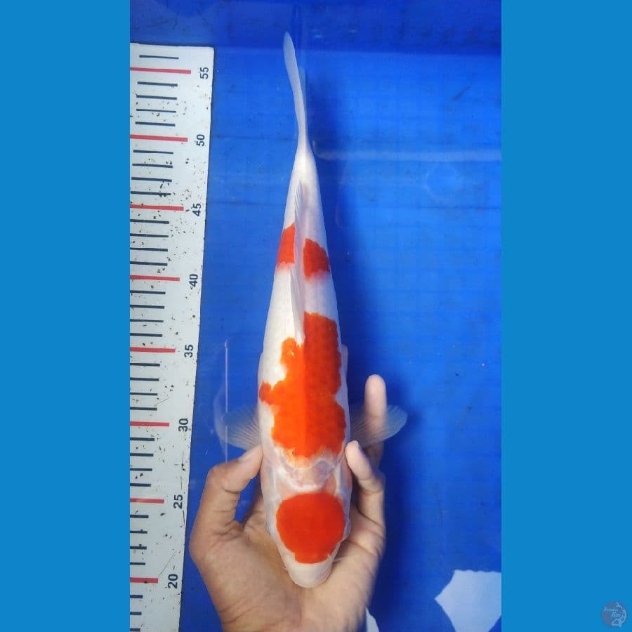 KBT.9~ KOHAKU 34CM