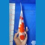 KBT.9~ KOHAKU 34CM