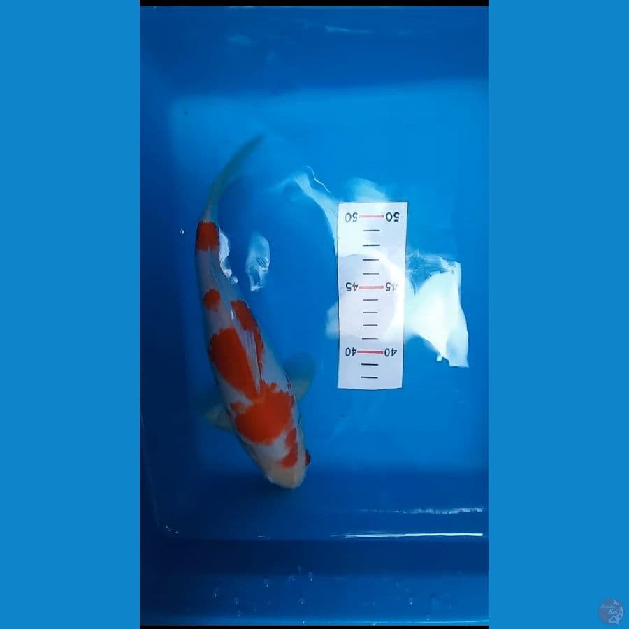 kohaku