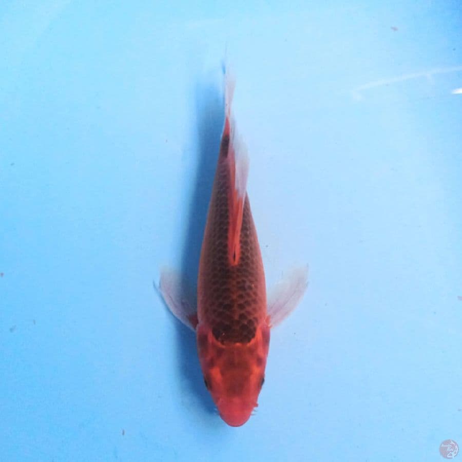 Aka Matsuba Slayer 24 cm