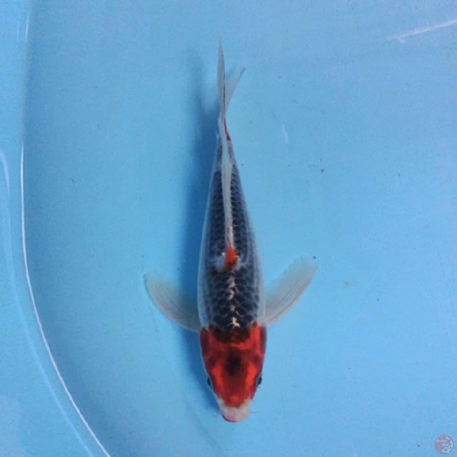 Goshiki Slayer 20 cm