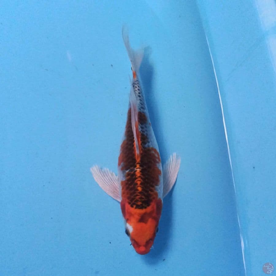 Kujaku Slayer 19 cm