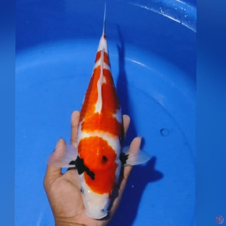 SHOWA 35CM