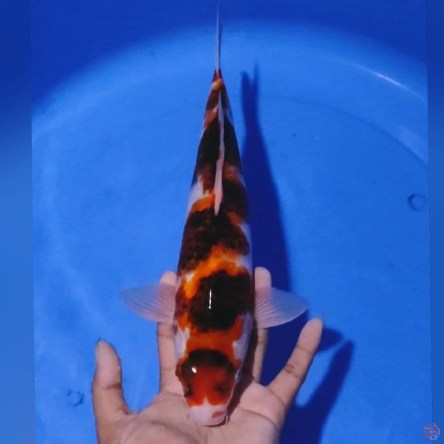 GOROMO 34CM