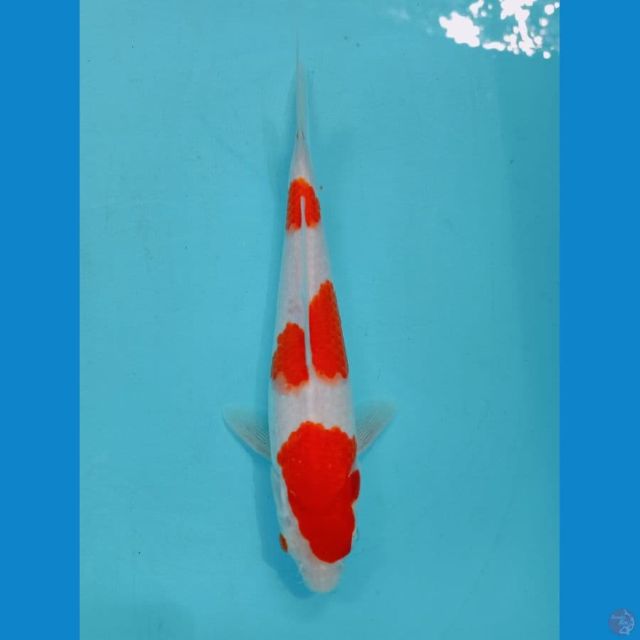 kohaku