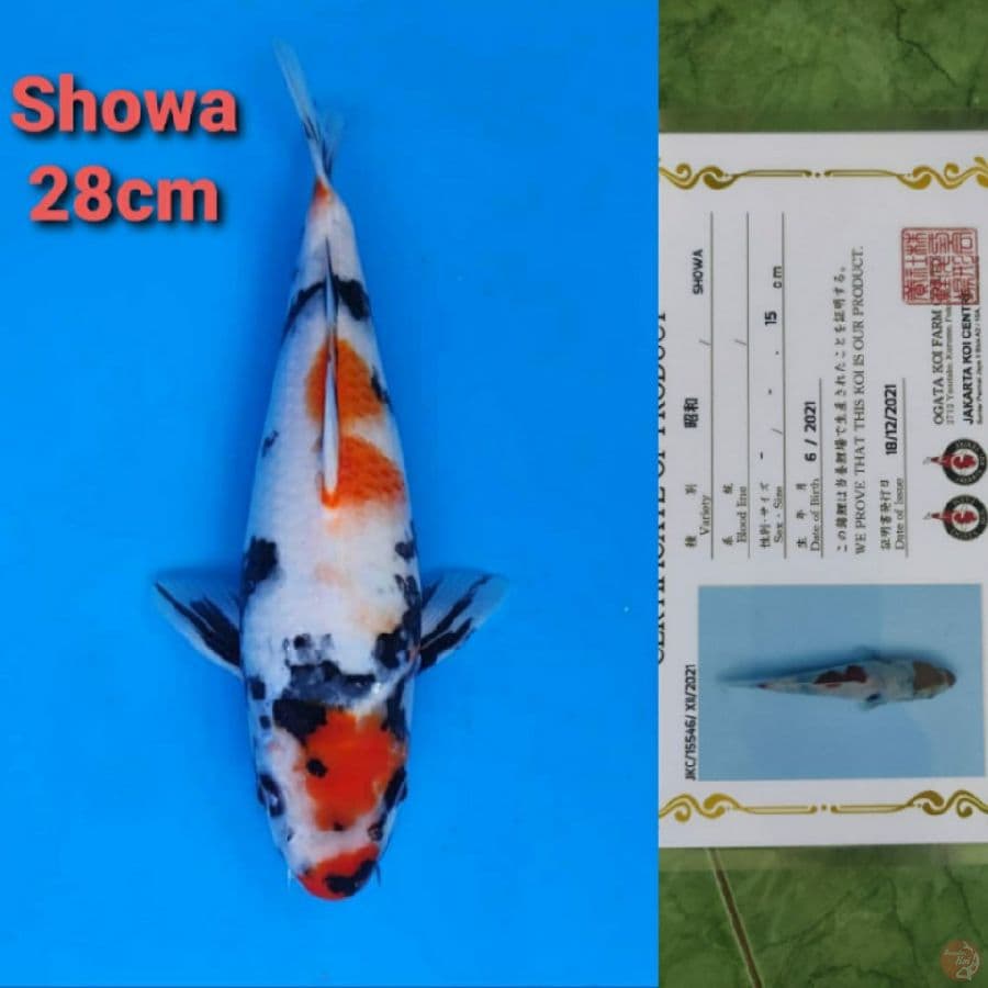 OGATA SHOWA 28CM