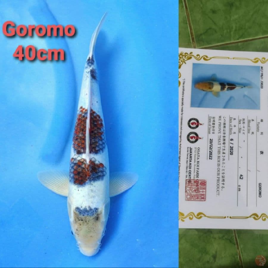 OGATA GOROMO 45CM