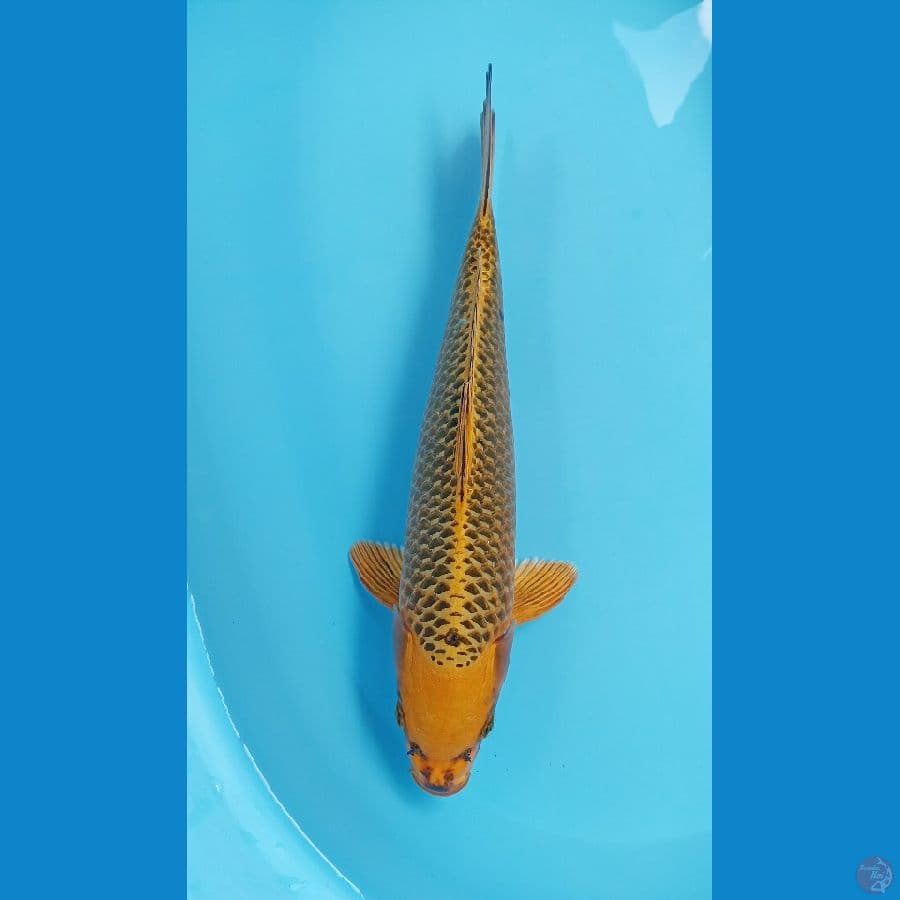 kin matauba 40cm