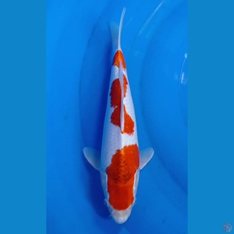 aigoromo  33 cm 