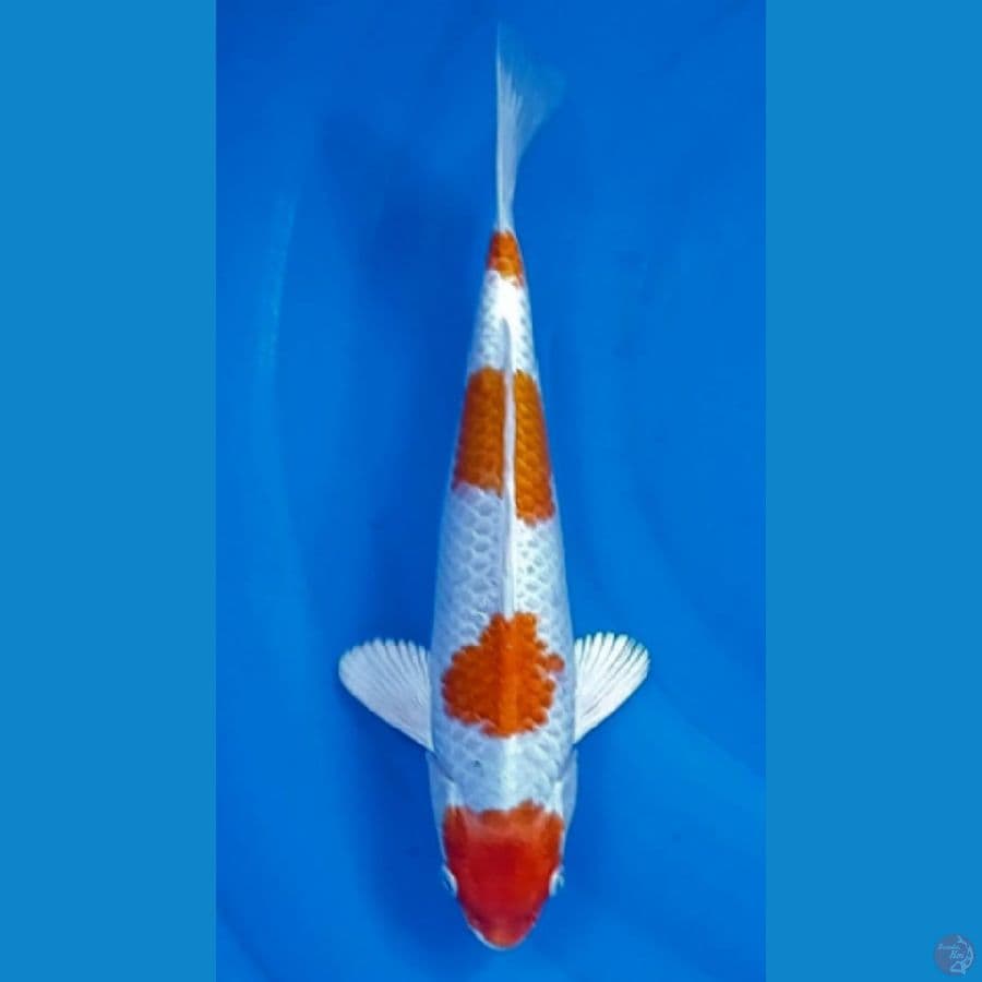 kohaku hikari 29 cm