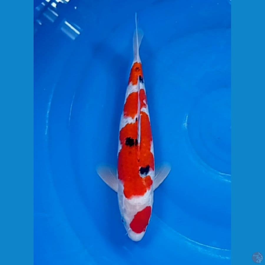 maruten sanke ori 29 cm