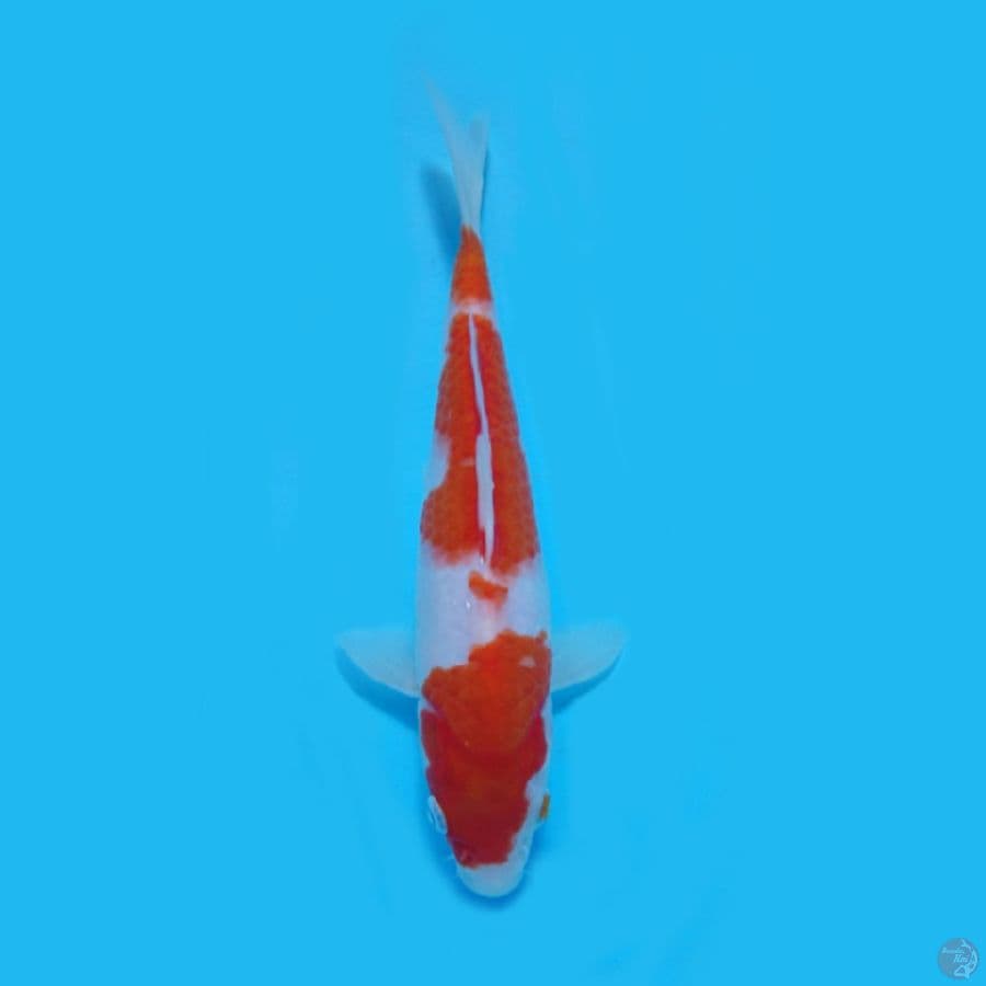 Kohaku 22.Cm