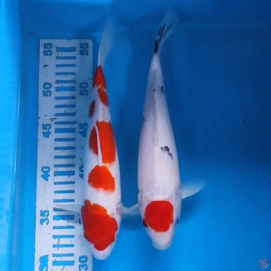 KOHAKU SANKE 29CM