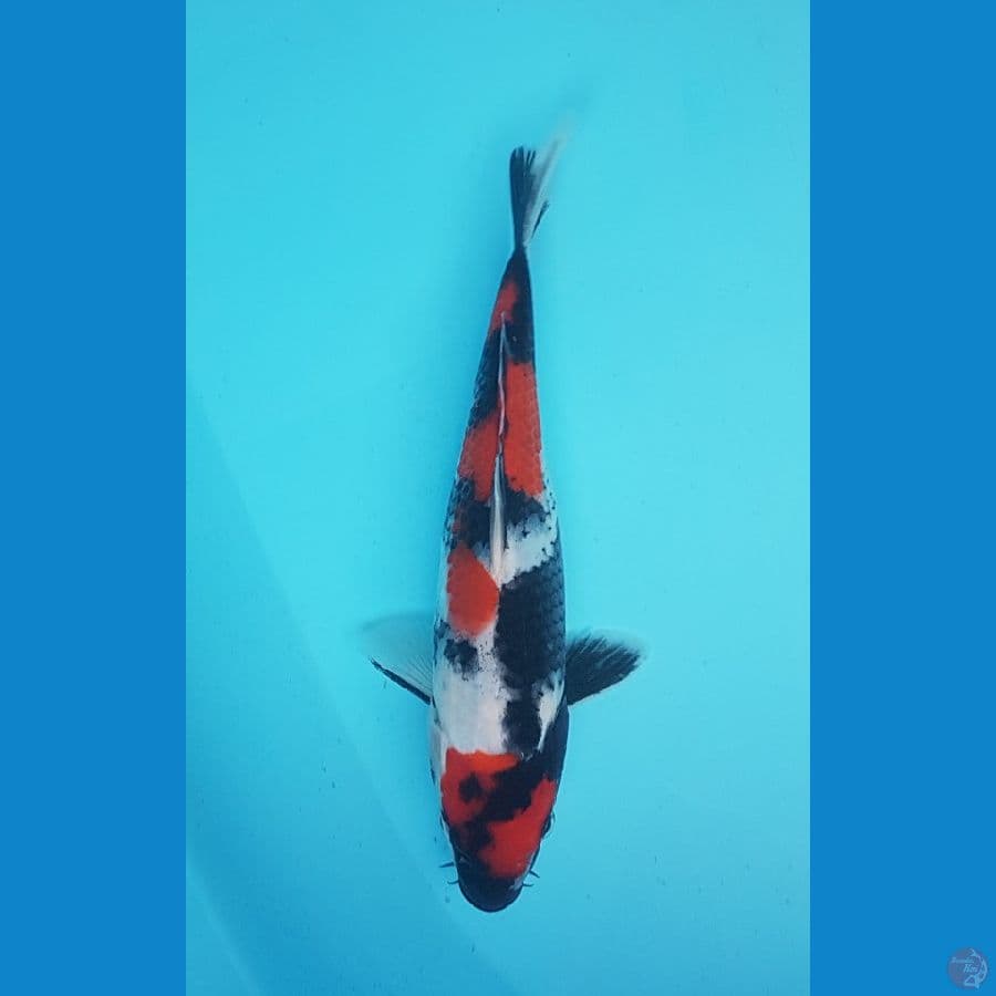 showa maruten 21cm