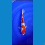 kohaku....36cm