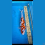ghosiki ginrin... 38cm